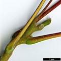 SpeciesSub: var. tanakae